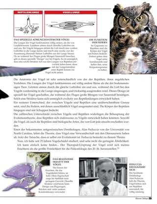 37Harun Yahya
FEDUCCIA
DISTANZIERT
SICH
Der berühmte
Ornithologe
Alan Feduccia
hält die Theorie,
Vögel hätten sich
aus Reptilien
entwickelt, für
völlig unsinnig.
Die Anatomie der Vögel ist sehr unterschiedlich von der der Reptilien, ihren angeblichen
Vorfahren. Die Lungen der Vögel funktionieren auf völlig andere Weise als die der bodenansäs-
sigen Tiere. Letztere atmen durch die gleiche Luftröhre ein und aus, während die Luft bei den
Vögeln vorderseitig in die Lunge eingezogen, und rückseitig ausgestoßen wird. Dieses Design ist
speziell für Vögel geschaffen, die während des Fluges große Mengen von Sauerstoff benötigen.
Solch eine Struktur kann sich unmöglich evolutiv aus Reptilienlungen entwickelt haben.
Ein weiterer Unterschied, der zwischen Vögeln und Reptilien eine unüberschreitbare Grenze
setzt, sind die Federn, mit denen ausschließlich Vögel ausgestattet sind. Die Körper der Reptilien
hingegen sind mit Schuppen bedeckt.
Die zahlreichen Unterschiede zwischen Vögeln und Reptilien widerlegen die Behauptung der
Evolutionstheorie, dass Reptilien sich stufenweise zu Vögeln entwickelt haben könnten. Sowohl
die Vögel, als auch die Reptilien sind biologische Arten, die von Gott jede einzeln erschaffen wur-
den.
Einer der bekanntesten zeitgenössischen Ornithologen, Alan Feduccia von der Universität von
North Carolina, lehnt die Theorie, dass Vögel eine Verwandtschaft mit den Dinosauriern haben
ab, trotz der Tatsache, dass er selbst ein Evolutionist ist. Feduccia bemerkt zu diesem Thema:
Nun, ich habe seit 25 Jahren Vogelschädel studiert, und sehe nicht die geringste Ähnlichkeit.
Ich kann einfach keine finden... Der Theropod-Ursprung der Vögel wird sich meines
Erachtens als die größte Peinlichkeit für die Paläontologie des 20. Jh. herausstellen.33
DAS SPEZIELLE ATMUNGSSYSTEM DER VÖGEL
Die Lungen der Vögel funktionieren völlig anders, als die von
Landlebewesen. Landtiere atmen durch dieselbe Luftröhre ein
und aus. Bei Vögeln hingegen strömt die Luft durch eine vordere
Luftröhre in die Lunge hinein und durch eine zweite, nur der
Ausatmung dienende hintere Luftröhre aus der Lunge hinaus.
Da sie während des Fluges große Mengen Sauerstoff brauchen,
gibt es dieses spezielle "Design" nur bei Vögeln. Es ist unmöglich,
dass eine solche Struktur sich aus den Lungen von Reptilien ent-
wickelt haben kann, denn
mit der Lungenstruktur
eines Reptils könnte ein
Vogel nicht atmen.
REPTILIENLUNGEREPTILIENLUNGE VOGELLUNGEVOGELLUNGE
Alveolen
Bronchien
Parabronchien
Luft
Luft
AusatmungEinatmung
DAS BESONDERE
SKELETT DER
VÖGEL
Das Innere der
Knochen, die das
Vogelskelett bilden, ist
hohl. Diese Eigenschaft
sorgt für Stabilität trotz
geringem Gewicht. Dieselbe
Struktur wird heute beim
Design von Flugzeugen,
Brücken und vieler anderer
Konstruktionen verwendet.
DIE FUNKTION
DER FEDERN
Im Gegensatz zu
Reptilien sind die
Körper der Vögel
mit Federn bedeckt.
Federn geben dem
Vogel seine
Aerodynamik und
helfen ihm, seine
Körpertemperatur
zu halten.
 