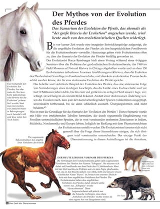 Das Szenarium der Evolution der Pferde, das ehemals als
"der große Beweis der Evolution" angesehen wurde, wird
heute auch von den evolutionistischen Quellen widerlegt.
Der Mythos von der Evolution
des Pferdes
Bis vor kurzer Zeit wurde eine imaginäre Entwicklungsfolge aufgezeigt, die
die angebliche Evolution des Pferdes als den hauptsächlichen Fossilbeweis
für die Evolutionstheorie vorstellte. Heutzutage geben viele Evolutionisten offen
zu, dass das Szenario der Evolution des Pferdes hinfällig geworden ist.
Der Evolutionist Boyce Rensberger hielt einen Vortrag während eines 4-tägigen
Seminars über die Probleme der gradualistischen Evolutionstheorie, das 1980 im
Field Museum of Natural History in Chicago abgehalten wurde und an dem 150
Evolutionisten teilnahmen. In seinen Ausführungen erklärte er, dass die Evolution
des Pferdes keine Grundlage im Fossilnachweis habe, und dass kein evolutionärer Prozess beob-
achtet werden könne, der für eine stufenweise Evolution der Pferde spräche:
Das beliebte und vielzitierte Beispiel der Evolution des Pferdes, das eine stufenweise Folge
von Veränderungen eines 4-zehigen Geschöpfs, das die Größe eines Fuchses hatte und vor
fast 50 Millionen Jahren lebte, bis hin zum viel größeren ein-zehigen Pferd unserer Tage, vor-
schlägt, ist seit langem als unzutreffend bekannt. Anstatt einer stufenweisen Änderung wei-
sen die Fossilien nach, dass jede der dazwischenliegenden Spezien vollkommen ausgeprägt,
unverändert fortbestand, bis sie dann schließlich ausstarb. Übergangsformen sind nicht
bekannt.45
Was ist nun die Grundlage für das Szenario der "Evolution des Pferdes"? Dieses Szenario wurde
mit Hilfe von irreführenden Tabellen formuliert, die durch sequentielle Eingliederung von
Fossilien unterschiedlicher Spezien, die in weit voneinander entfernten Zeiträumen in Indien,
Südafrika, Nordamerika und Europa lebten, lediglich im Einklang mit dem Phantasiereichtum
der Evolutionisten erstellt wurden. Die Evolutionisten konnten sich nicht
generell über die Frage dieser Stammbäume einigen, die sich übri-
gens total voneinander unterscheiden. Der einzige Punkt der
Übereinstimmung in diesen Aufstellungen ist die Annahme,
DER HEUTE LEBENDE VORFAHR DES PFERDES
Die Verteidiger der Evolutionstheorie gaben dem sogenannten
Vorfahren des Pferdes den Namen "Eohippus". Sie stützten sich
dabei auf Fossilfunde aus dem Ende des 19. Jahrhunderts. Aber
mit der Zeit tauchte ein Problem auf, ein dem Tapir gleichendes
Tier, das in den Buschwäldern von Afrika lebt und dessen wissen-
schaftlicher Name "Hyrax" ist, besitzt eine enorme Ähnlich-
keit mit dem angeblichen Vorfahren des Pferdes. Die
Evolutionisten haben den angeblichen
Vorfahren des Pferdes daher einfach umbe-
nannt: aus „Eohippus" wurde
Hyracotherium". Diese
Augenwischerei soll jedoch nur
die Tatsache verbergen, dass diese
„Vorfahren des Pferdes" nichts weiter als
eine eigene Art von Säugetieren sind.
Das Szenarium der
Evolution des
Pferdes, das ehe-
mals als "der kon-
krete paläontologi-
sche Beweis für die
Evolution" präsen-
tiert wurde, lässt
man inzwischen,
wie ähnliche frühe-
re Behauptungen
auch, heimlich still
und leise unter den
Tisch fallen.
44 Das Ende des Darwinismus
Der Tapir
Darstellung des
Hyracotherium
(sein vorheriger
Name war
Eohippus)
Die sogenannte
Rekonstruktion des angebli-
chen Vorfahren der Pferde
 