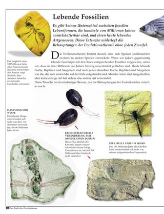 Die Evolutionstheorie besteht darauf, dass sich Spezien kontinuierlich
evolutiv in andere Spezien entwickeln. Wenn wir jedoch gegenwärtig
lebende Geschöpfe mit den ihnen entsprechenden Fossilien vergleichen, sehen
wir, dass sie über Millionen von Jahren hinweg unverändert geblieben sind. Heute lebende
Fische, Reptilien und Säugetiere sind noch genau dieselben Fische, Reptilien und Säugetiere
wie die, die zum ersten Mal auf der Erde aufgetaucht sind. Manche Arten sind ausgestorben,
aber keine einzige Art hat sich in eine andere Art verwandelt.
Diese Tatsache ist ein eindeutiger Beweis, der die Behauptungen der Evolutionisten zunich-
te macht.
Es gibt keinen Unterschied zwischen fossilen
Lebensformen, die hunderte von Millionen Jahren
zurückdatierbar sind, und ihren heute lebenden
Artgenossen. Diese Tatsache widerlegt die
Behauptungen der Evolutionstheorie ohne jeden Zweifel.
Lebende Fossilien
DIE LIBELLE UND IHR FOSSIL
Das 135 Millionen Jahre alte Libellen-
fossil unterscheidet sich nicht von
seinem zeitgenössischen Gegenstück.
Das Ende des Darwinismus46
KEINE STRUKTURELLE
VERÄNDERUNG SEIT
300 MILLIONEN JAHREN
Dieses Tier, ähnlich der
Krevette, dessen wissen-
schaftlicher Name Triops
Cancriformis ist, hat sich 300
Millionen Jahre hindurch
nicht verändert.
Der Vergleich eines
100 Millionen Jahre
alten Ameisenfossils
mit einer heute leben-
den Ameise zeigt
deutlich, dass
Ameisen keinerlei
evolutionäre
Geschichte aufweisen.
DAS FOSSIL DER
WESPE
Die lebende Wespe
unterscheidet sich
nicht von ihrer ver-
steinerten Verwand-
ten, die 60 Millionen
Jahre alt ist.
 