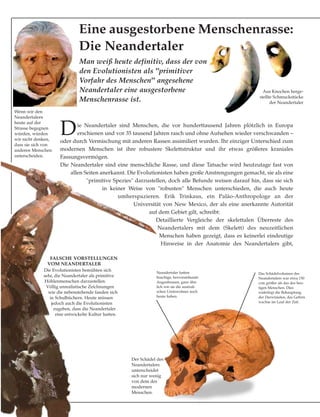 Die Neandertaler sind Menschen, die vor hunderttausend Jahren plötzlich in Europa
erschienen und vor 35 tausend Jahren rasch und ohne Aufsehen wieder verschwanden –
oder durch Vermischung mit anderen Rassen assimiliert wurden. Ihr einziger Unterschied zum
modernen Menschen ist ihre robustere Skelettstruktur und ihr etwas größeres kraniales
Fassungsvermögen.
Die Neandertaler sind eine menschliche Rasse, und diese Tatsache wird heutzutage fast von
allen Seiten anerkannt. Die Evolutionisten haben große Anstrengungen gemacht, sie als eine
"primitive Spezies" darzustellen, doch alle Befunde weisen darauf hin, dass sie sich
in keiner Weise von "robusten" Menschen unterschieden, die auch heute
umherspazieren. Erik Trinkaus, ein Paläo-Anthropologe an der
Universität von New Mexico, der als eine anerkannte Autorität
auf dem Gebiet gilt, schreibt:
Detaillierte Vergleiche der skelettalen Überreste des
Neandertalers mit dem (Skelett) des neuzeitlichen
Menschen haben gezeigt, dass es keinerlei eindeutige
Hinweise in der Anatomie des Neandertalers gibt,
Aus Knochen herge-
stellte Schmuckstücke
der Neandertaler
Der Schädel des
Neandertalers
unterscheidet
sich nur wenig
von dem des
modernen
Menschen.
Das Schädelvolumen des
Neandertalers war etwa 150
ccm größer als das des heu-
tigen Menschen. Dies
widerlegt die Behauptung
der Darwinisten, das Gehirn
wachse im Lauf der Zeit.
Neandertaler hatten
buschige, hervorstehende
Augenbrauen, ganz ähn-
lich wie sie die australi-
schen Ureinwohner noch
heute haben.
Wenn wir den
Neandertalern
heute auf der
Strasse begegnen
würden, würden
wir nicht denken,
dass sie sich von
anderen Menschen
unterscheiden.
FALSCHE VORSTELLUNGEN
VOM NEANDERTALER
Die Evolutionisten bemühten sich
sehr, die Neandertaler als primitive
Höhlenmenschen darzustellen.
Völlig unrealistische Zeichnungen
wie die nebenstehende fanden sich
in Schulbüchern. Heute müssen
jedoch auch die Evolutionisten
zugeben, dass die Neandertaler
eine entwickelte Kultur hatten.
Eine ausgestorbene Menschenrasse:
Die Neandertaler
Man weiß heute definitiv, dass der von
den Evolutionisten als "primitiver
Vorfahr des Menschen" angesehene
Neandertaler eine ausgestorbene
Menschenrasse ist.
 