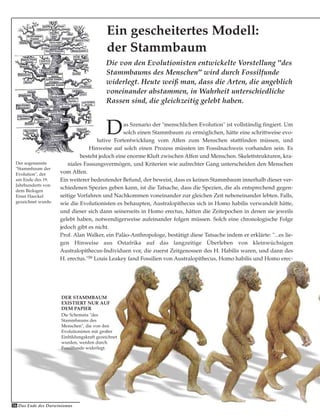 Das Szenario der "menschlichen Evolution" ist vollständig fingiert. Um
solch einen Stammbaum zu ermöglichen, hätte eine schrittweise evo-
lutive Fortentwicklung vom Affen zum Menschen stattfinden müssen, und
Hinweise auf solch einen Prozess müssten im Fossilnachweis vorhanden sein. Es
besteht jedoch eine enorme Kluft zwischen Affen und Menschen. Skelettstrukturen, kra-
niales Fassungsvermögen, und Kriterien wie aufrechter Gang unterscheiden den Menschen
vom Affen.
Ein weiterer bedeutender Befund, der beweist, dass es keinen Stammbaum innerhalb dieser ver-
schiedenen Spezies geben kann, ist die Tatsache, dass die Spezien, die als entsprechend gegen-
seitige Vorfahren und Nachkommen voneinander zur gleichen Zeit nebeneinander lebten. Falls,
wie die Evolutionisten es behaupten, Australopithecus sich in Homo habilis verwandelt hätte,
und dieser sich dann seinerseits in Homo erectus, hätten die Zeitepochen in denen sie jeweils
gelebt haben, notwendigerweise aufeinander folgen müssen. Solch eine chronologische Folge
jedoch gibt es nicht.
Prof. Alan Walker, ein Paläo-Anthropologe, bestätigt diese Tatsache indem er erklärte: "...es lie-
gen Hinweise aus Ostafrika auf das langzeitige Überleben von kleinwüchsigen
Australopithecus-Individuen vor, die zuerst Zeitgenossen des H. Habilis waren, und dann des
H. erectus."59 Louis Leakey fand Fossilien von Australopithecus, Homo habilis und Homo erec-
Der sogenannte
"Stammbaum der
Evolution", der
am Ende des 19.
Jahrhunderts von
dem Biologen
Ernst Haeckel
gezeichnet wurde.
Die von den Evolutionisten entwickelte Vorstellung "des
Stammbaums des Menschen" wird durch Fossilfunde
widerlegt. Heute weiß man, dass die Arten, die angeblich
voneinander abstammen, in Wahrheit unterschiedliche
Rassen sind, die gleichzeitig gelebt haben.
Ein gescheitertes Modell:
der Stammbaum
DER STAMMBAUM
EXISTIERT NUR AUF
DEM PAPIER
Die Schemata "des
Stammbaums des
Menschen", die von den
Evolutionisten mit großer
Einbildungskraft gezeichnet
wurden, werden durch
Fossilfunde widerlegt.
56 Das Ende des Darwinismus
 