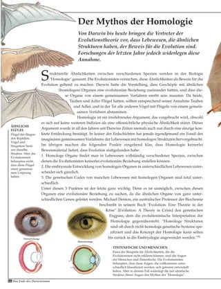 Das Ende des Darwinismus66
Strukturelle Ähnlichkeiten zwischen verschiedenen Spezien werden in der Biologie
"Homologie" genannt. Die Evolutionisten versuchen, diese Ähnlichkeiten als Beweis für die
Evolution geltend zu machen. Darwin hatte die Vorstellung, dass Geschöpfe mit ähnlichen
(homologen) Organen eine evolutionäre Beziehung zueinander hatten, und dass die-
se Organe von einem gemeinsamen Vorfahren ererbt sein mussten. Da beide,
Tauben und Adler Flügel hatten, sollten entsprechend seiner Annahme Tauben
und Adler, und in der Tat alle anderen Vögel mit Flügeln von einem gemein-
samen Vorfahren abstammen.
Homologie ist ein irreführendes Argument, das vorgebracht wird, obwohl
es sich auf keine weiteren Indizien als eine offensichtliche physische Ähnlichkeit stützt. Dieses
Argument wurde in all den Jahren seit Darwins Zeiten niemals auch nur durch eine einzige kon-
krete Entdeckung bestätigt. In keiner der Erdschichten hat jemals irgendjemand ein Fossil des
imaginären gemeinsamen Vorfahrens der Lebewesen mit homologen Strukturen hervorgebracht.
Im übrigen machen die folgenden Punkte eingehend klar, dass Homologie keinerlei
Beweismaterial liefert, dass Evolution stattgefunden habe:
1. Homologe Organe findet man in Lebewesen vollständig verschiedener Spezien, zwischen
denen die Evolutionisten keinerlei evolutionäre Beziehung erstellen können.
2. Die embryonale Entwicklung von homologen Organen in unterschiedlichen Lebewesen unter-
scheidet sich gänzlich.
3. Die genetischen Codes von manchen Lebewesen mit homologen Organen sind total unter-
schiedlich.
Unter diesen 3 Punkten ist der letzte ganz wichtig. Denn es ist unmöglich, zwischen diesen
Organen eine evolutionäre Beziehung zu suchen, da die ähnlichen Organe von ganz unter-
schiedlichen Genen geleitet werden. Michael Denton, ein australischer Professor der Biochemie
beschreibt in seinem Buch "Evolution: Eine Theorie in der
Krise" [Evolution: A Theory in Crisis] den genetischen
Engpass, dem die evolutionistische Interpretation der
Homologie gegenübersteht: "Homologe Strukturen
sind oft durch nicht-homologe genetische Systeme spe-
zifiziert und das Konzept der Homologie kann selten
bis zurück in die Embryologie angewendet werden."70
Tintenfischauge
Menschenauge
ÄHNLICHE
FLÜGEL
Flügel der fliegen-
den Reptilien,
Vögel und
Säugetiere besit-
zen dieselbe
Struktur. Aber die
Evolutionisten
behaupten nicht,
dass diese Flügel
einen gemeinsa-
men Ursprung
haben.
Der Mythos der Homologie
Von Darwin bis heute bringen die Vertreter der
Evolutionstheorie vor, dass Lebewesen, die ähnlichen
Strukturen haben, der Beweis für die Evolution sind.
Forschungen der letzten Jahre jedoch widerlegen diese
Annahme.
TINTENFISCHE UND MENSCHEN
Eines der Beispiele für Ähnlichkeiten, die die
Evolutionisten nicht erklären können, sind die Augen
der Menschen und Tintenfische. Die Evolutionisten
behaupten, dass diese Augen, die vollkommen unter-
schiedlich klassifiziert werden, sich getrennt entwickelt
haben. Aber in diesem Fall widerlegt die fast identische
Struktur dieser Augen den Mythos der "Homologie".
 