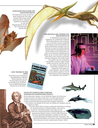 FLIEGENDES SÄUGETIER UND
FLIEGENDES REPTIL
Die Fledermaus ist die einzige flie-
gende Säugetierart. Der ausge-
storbene Pterosaurier jedoch
gehört der Klasse "fliegende
Reptilien"an. Interessant
ist, dass die
Flügelstrukturen der bei-
den Lebewesen ganz
ähnlich sind.
67Harun Yahya
EINE THEORIE IN DER
KRISE
Nach Meinung des berühmten
Biologieprofessors Michael
Denton befinden sich die
Evolutionstheorien gegenü-
ber den Beweisen, die beson-
ders die Molekularbiologie
erbracht hat, in der Krise.
DER MOLEKULARE NIEDERGANG
DER HOMOLOGIE
In Wirklichkeit begünstigen die
Ergebnisse der molekularen Vergleiche
die Evolutionstheorie nicht im gering-
sten. Es bestehen enorme molekulare
Unterschiede zwischen Geschöpfen, die
große Ähnlichkeiten aufzeigen und mit-
einander verwandt erscheinen könnten.
Entsprechend Forschungsbefunden auf
diesem Gebiet ist der Unterschied zwi-
schen zwei bestimmten Reptilienspezien
größer als der zwischen einem Vogel und
einem Fisch, oder zwischen einem Fisch
und einem Säugetier. Eine andere Studie
hat ergeben, dass die molekularen
Unterschiede zwischen einigen Vögeln
größer sind als die zwischen den sel-
ben Vögeln und Säugetieren. Es
wurde ferner entdeckt, dass der
molekulare Unterschied zwi-
schen Bakterien, die sehr ähnlich
zu sein scheinen, größer ist als der
Unterschied zwischen Säugetieren
und Amphibien oder Insekten.71
NICHT EIN GEMEINSAMER VORFAHR,
SONDERN EIN GEMEINSAMES DESIGN
Die Evolutionisten bringen vor, die ähnlichen Organe der Lebewesen
würden beweisen, dass diese Lebewesen von einem gemeinsamen
Vorfahren abstammen. Jedoch auch Lebewesen, zwischen denen
es keine evolutionäre Beziehung gibt, haben ähnliche Strukturen.
Der Glatthai zum Beispiel ist ein Fisch, der Delphin ein Säugetier und der
Pinguin ein Vogel.
Zwischen diesen Tieren ist keine evolutionäre Beziehung zu behaup-
ten. Trotzdem besitzen sie ähnliche Organe, durch die sie
im Wasser schwimmen können. Dies zeigt, dass die
Lebewesen entsprechend ihrer Lebensbedingungen "ein
gemeinsames Design" besitzen. Gott hat diese Lebewesen
mit einem ähnlichen Körperplan erschaffen. So hat denn
auch der Begründer der Wissenschaft der "Taxonomie", der
große Wissenschaftler Carl Linneaus (links) die Ähnlichkeiten in
den Lebewesen mit dem "gemeinsamen Design" erklärt.
 