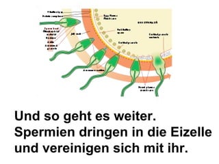 Und so geht es weiter.  Spermien dringen in die Eizelle und vereinigen sich mit ihr. 