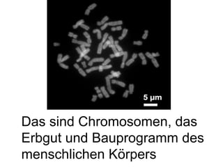 Das sind Chromosomen, das Erbgut und Bauprogramm des menschlichen Körpers 