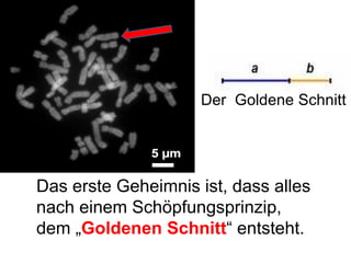 Das erste Geheimnis ist, dass alles nach einem Schöpfungsprinzip, dem „ Goldenen Schnitt “ entsteht. Der  Goldene Schnitt 