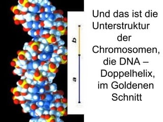 Und das ist die Unterstruktur der Chromosomen, die DNA –  Doppelhelix, im Goldenen Schnitt 
