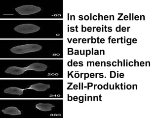 In solchen Zellen ist bereits der vererbte fertige Bauplan des menschlichen Körpers. Die  Zell-Produktion beginnt 