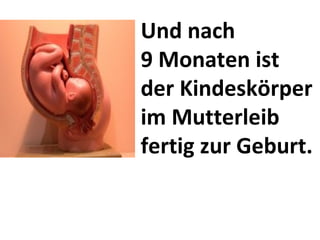 Und nach 9 Monaten ist der Kindeskörper im Mutterleib fertig zur Geburt. 