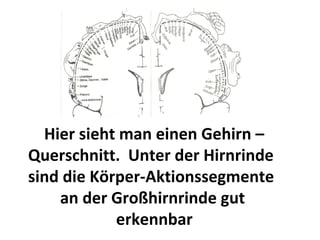 Hier sieht man einen Gehirn – Querschnitt.  Unter der Hirnrinde sind die Körper-Aktionssegmente  an der Großhirnrinde gut  erkennbar  