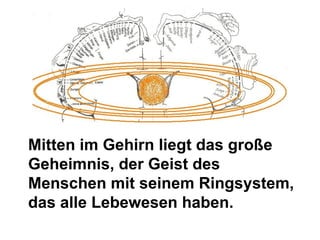 Mitten im Gehirn liegt das große Geheimnis, der Geist des Menschen mit seinem Ringsystem, das alle Lebewesen haben. 