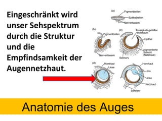 Eingeschränkt wird unser Sehspektrum durch die Struktur und die Empfindsamkeit der Augennetzhaut . Anatomie des Auges 