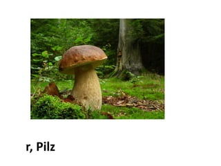 der Pilz
 
