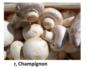 der Champignon
 