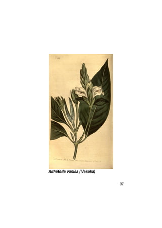 Adhatoda vasica (Vasaka)


                           37
 