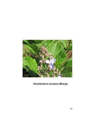Clerodendrum serratum (Bhargi)




                                 41
 