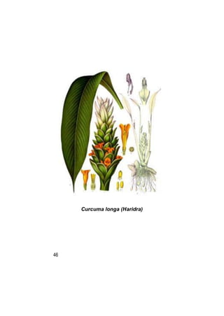 Curcuma longa (Haridra)




46
 