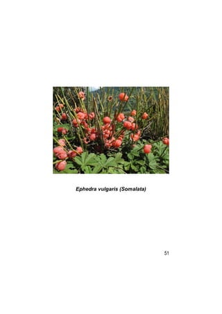 Ephedra vulgaris (Somalata)




                              51
 