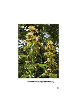 Inula racemosa (Puskara mula)


                                55
 