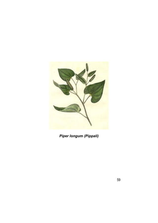 Piper longum (Pippali)




                         59
 