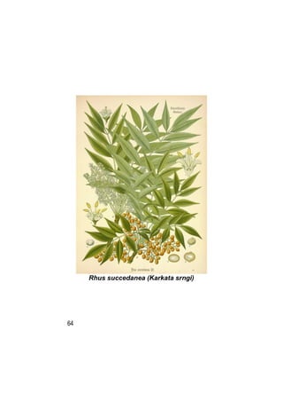 Rhus succedanea (Karkata srngi)




64
 