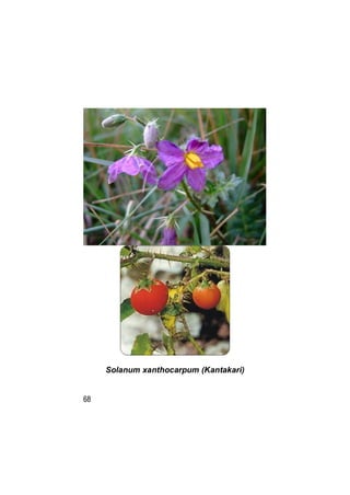 Solanum xanthocarpum (Kantakari)


68
 