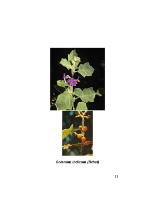 Solanum indicum (Brhat)



                          71
 