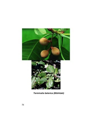 Terminalia belerica (Bibhitaki)




74
 