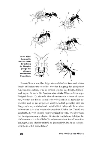 In der Abbil-
dung rechts
wird ein Insekt
der Gattung
der Atemeles
gezeigt, das
sich zum
Ameisennest
tragen lässt.
Lassen Sie uns nun über folgendes nachdenken: Wenn wir dieses
Insekt aufheben und es selbst vor den Eingang des geeigneten
Ameisennests setzen, wird es schwer sein für das Insekt, dort ein-
zudringen, da auch die Ameisen eine starke Wiedererkennungs-
fähigkeit haben. Da sie nicht einmal eine fremde Ameise akzeptie-
ren, werden sie dieses Insekt selbstverständlich als feindlich be-
trachten und es aus dem Nest werfen. Jedoch gestalten sich die
Dinge nicht so, und das Insekt wird höflich behandelt. Es wird ar-
gumentiert, dass dies wegen des positiven Effekts der Chemikalie
geschieht, die von seinem Körper abgegeben wird. Wie aber weiß
das Immigranteninsekt, dass es die Ameisen mit dieser Substanz be-
einflussen und das feindliche Verhalten umkehren kann? Ist es ihm
gelungen, diese ideale Substanz zu produzieren, indem es sich ent-
schied, sie selbst herzustellen?
DAS WUNDER DER AMEISE98
 