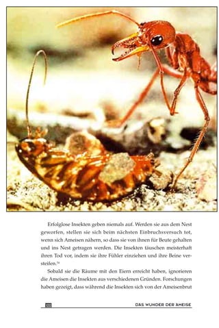 Erfolglose Insekten geben niemals auf. Werden sie aus dem Nest
geworfen, stellen sie sich beim nächsten Einbruchsversuch tot,
wenn sich Ameisen nähern, so dass sie von ihnen für Beute gehalten
und ins Nest getragen werden. Die Insekten täuschen meisterhaft
ihren Tod vor, indem sie ihre Fühler einziehen und ihre Beine ver-
steifen.54
Sobald sie die Räume mit den Eiern erreicht haben, ignorieren
die Ameisen die Insekten aus verschiedenen Gründen. Forschungen
haben gezeigt, dass während die Insekten sich von der Ameisenbrut
DAS WUNDER DER AMEISE100
 