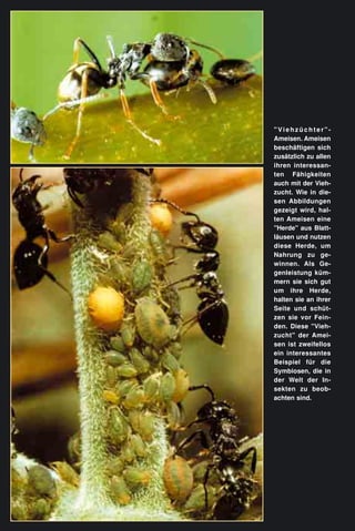 "Viehzüchter"-
Ameisen. Ameisen
beschäftigen sich
zusätzlich zu allen
ihren interessan-
ten Fähigkeiten
auch mit der Vieh-
zucht. Wie in die-
sen Abbildungen
gezeigt wird, hal-
ten Ameisen eine
"Herde" aus Blatt-
läusen und nutzen
diese Herde, um
Nahrung zu ge-
winnen. Als Ge-
genleistung küm-
mern sie sich gut
um ihre Herde,
halten sie an ihrer
Seite und schüt-
zen sie vor Fein-
den. Diese "Vieh-
zucht" der Amei-
sen ist zweifellos
ein interessantes
Beispiel für die
Symbiosen, die in
der Welt der In-
sekten zu beob-
achten sind.
 
