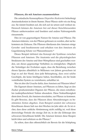 Pflanzen, die mit Ameisen zusammenleben
Die ostindische Kannenpflanze (Nepenthes Bicalcarata) beherbergt
Ameisenkolonien in ihrem Stamm. Diese Pflanze sieht wie ein Krug
aus. Sie nimmt Insekten auf, die sich auf sie setzen und verdaut sie.
Dennoch können die Ameisen frei auf dieser fleischfressenden
Pflanze umherwandern und Insekten und andere Nahrungsstoffe
einsammeln.
Dies ist von gegenseitigem Nutzen für Ameise und Pflanze. Die
Ameisen riskieren, von der Pflanze gefressen zu werden, aber sie be-
kommen ein Zuhause. Die Pflanzen überlassen den Ameisen einige
Gewebe- und Insektenreste und erhalten von den Ameisen als
Gegenleistung Schutz vor Pflanzenfressern.60
Dieses Beispiel definiert das Konzept der Symbiose zwischen
Pflanzen und Ameisen. Die Anatomie und die physiologischen
Strukturen der Ameise und ihrer Wirtspflanze sind geschaffen wor-
den, um dieses gegenseitige Verhältnis zu ermöglichen. Obgleich
die Verteidiger der Evolution sagen, dass die Beziehung zwischen
diesen Spezies allmählich in Millionen von Jahren gewachsen ist
liegt es auf der Hand, dass jede Behauptung, dass zwei solche
Geschöpfe, die keine Intelligenz haben, beschließen, ein für beide
vorteilhaftes System zu vereinbaren, unhaltbar ist.
Was ist aber die Ursache dafür, dass Ameisen auf Pflanzen leben?
Die Eigenart dieser Ameisen, auf Pflanzen zu leben, liegt an den
Zucker produzierenden Organen der Pflanze, die einen extraflora-
len (außerpflanzlichen) Nektar absondern. Diese Nektarflüssigkeit
dient dem Zweck, die Ameisen einzuladen, zur Pflanze zu kommen.
Es gibt Beweise, dass die Pflanzen diese Absonderungen zu be-
stimmten Zeiten abgeben. Zum Beispiel sondert der schwarze
Kirschbaum diesen Saft nur drei Wochen im Jahr aktiv ab. Es ist si-
cher, dass diese zeitliche Abstimmung nicht zufällig ist, weil diese
dreiwöchige Periode die einzige Zeit ist, in der die Zeltraupe den
schwarzen Kirschbaum befällt. Die Ameisen können diese Raupen
leicht töten und schützen so die Pflanze.61
Zu sehen, dass dies offensichtlich ein Beweis für die Schöpfung
105Harun Yahya
 