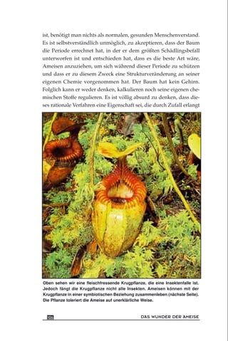 ist, benötigt man nichts als normalen, gesunden Menschenverstand.
Es ist selbstverständlich unmöglich, zu akzeptieren, dass der Baum
die Periode errechnet hat, in der er dem größten Schädlingsbefall
unterworfen ist und entschieden hat, dass es die beste Art wäre,
Ameisen anzuziehen, um sich während dieser Periode zu schützen
und dass er zu diesem Zweck eine Strukturveränderung an seiner
eigenen Chemie vorgenommen hat. Der Baum hat kein Gehirn.
Folglich kann er weder denken, kalkulieren noch seine eigenen che-
mischen Stoffe regulieren. Es ist völlig absurd zu denken, dass die-
ses rationale Verfahren eine Eigenschaft sei, die durch Zufall erlangt
DAS WUNDER DER AMEISE106
Oben sehen wir eine fleischfressende Krugpflanze, die eine Insektenfalle ist.
Jedoch fängt die Krugpflanze nicht alle Insekten. Ameisen können mit der
Krugpflanze in einer symbiotischen Beziehung zusammenleben (nächste Seite).
Die Pflanze toleriert die Ameise auf unerklärliche Weise.
 