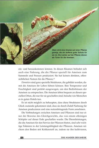 Oben wird eine Ameise auf einer Pflanze
gezeigt, die ein äußerst guter Schutz für
sie ist. Die Löcher auf der Pflanze dienen
als Türen für die Ameisen.
ein- und herauskommen können. In diesen Räumen befindet sich
auch eine Nahrung, die die Pflanze speziell für Ameisen zum
Sammeln und Fressen produziert. Sie hat keinen direkten, offen-
sichtlichen Nutzen für die Pflanze.65
Domatien sind ganz spezielle Strukturen, die gebildet werden, da-
mit die Ameisen ihr Leben führen können. Ihre Temperatur und
Feuchtigkeit sind perfekt ausgewogen, um den Bedürfnissen der
Ameisen zu entsprechen. Die Ameisen leben bequem an diesen spe-
ziellen Orten, die nur für sie geschaffen sind, beinahe wie Menschen
es in guten Hotels tun.
Es ist nicht möglich zu behaupten, dass diese Strukturen durch
Glück zustande gekommen sind, dass sie durch Zufall Nahrung für
Ameisen produzieren und eine nutzenbringende Form annehmen.
Die Verbindungen zwischen Ameisen und Pflanzen sind nur ei-
ner der Beweise des Gleichgewichts, das von einem alleinigen
Schöpfer auf dieser Erde geschaffen wurde. Die Dienstleistungen,
die die Ameisen für den Service der Pflanzen bieten, sind sehr wich-
tige Faktoren in der Leistungsfähigkeit der Pflanzen. Ameisen rei-
chern den Boden mit Kohlenstoff an, indem sie ihn kultivieren,
DAS WUNDER DER AMEISE112
 