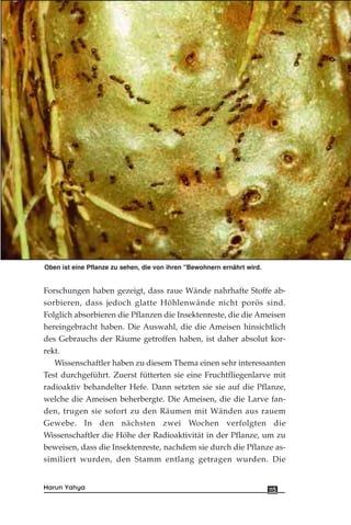 Oben ist eine Pflanze zu sehen, die von ihren "Bewohnern ernährt wird.
Forschungen haben gezeigt, dass raue Wände nahrhafte Stoffe ab-
sorbieren, dass jedoch glatte Höhlenwände nicht porös sind.
Folglich absorbieren die Pflanzen die Insektenreste, die die Ameisen
hereingebracht haben. Die Auswahl, die die Ameisen hinsichtlich
des Gebrauchs der Räume getroffen haben, ist daher absolut kor-
rekt.
Wissenschaftler haben zu diesem Thema einen sehr interessanten
Test durchgeführt. Zuerst fütterten sie eine Fruchtfliegenlarve mit
radioaktiv behandelter Hefe. Dann setzten sie sie auf die Pflanze,
welche die Ameisen beherbergte. Die Ameisen, die die Larve fan-
den, trugen sie sofort zu den Räumen mit Wänden aus rauem
Gewebe. In den nächsten zwei Wochen verfolgten die
Wissenschaftler die Höhe der Radioaktivität in der Pflanze, um zu
beweisen, dass die Insektenreste, nachdem sie durch die Pflanze as-
similiert wurden, den Stamm entlang getragen wurden. Die
115Harun Yahya
 