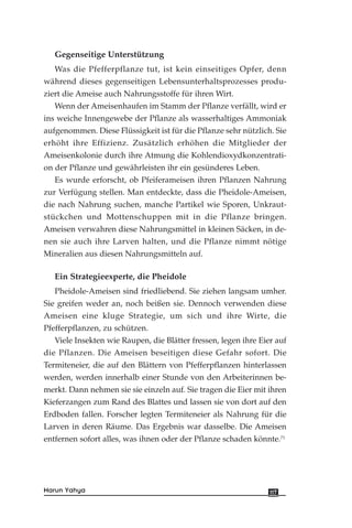 Gegenseitige Unterstützung
Was die Pfefferpflanze tut, ist kein einseitiges Opfer, denn
während dieses gegenseitigen Lebensunterhaltsprozesses produ-
ziert die Ameise auch Nahrungsstoffe für ihren Wirt.
Wenn der Ameisenhaufen im Stamm der Pflanze verfällt, wird er
ins weiche Innengewebe der Pflanze als wasserhaltiges Ammoniak
aufgenommen. Diese Flüssigkeit ist für die Pflanze sehr nützlich. Sie
erhöht ihre Effizienz. Zusätzlich erhöhen die Mitglieder der
Ameisenkolonie durch ihre Atmung die Kohlendioxydkonzentrati-
on der Pflanze und gewährleisten ihr ein gesünderes Leben.
Es wurde erforscht, ob Pfeiferameisen ihren Pflanzen Nahrung
zur Verfügung stellen. Man entdeckte, dass die Pheidole-Ameisen,
die nach Nahrung suchen, manche Partikel wie Sporen, Unkraut-
stückchen und Mottenschuppen mit in die Pflanze bringen.
Ameisen verwahren diese Nahrungsmittel in kleinen Säcken, in de-
nen sie auch ihre Larven halten, und die Pflanze nimmt nötige
Mineralien aus diesen Nahrungsmitteln auf.
Ein Strategieexperte, die Pheidole
Pheidole-Ameisen sind friedliebend. Sie ziehen langsam umher.
Sie greifen weder an, noch beißen sie. Dennoch verwenden diese
Ameisen eine kluge Strategie, um sich und ihre Wirte, die
Pfefferpflanzen, zu schützen.
Viele Insekten wie Raupen, die Blätter fressen, legen ihre Eier auf
die Pflanzen. Die Ameisen beseitigen diese Gefahr sofort. Die
Termiteneier, die auf den Blättern von Pfefferpflanzen hinterlassen
werden, werden innerhalb einer Stunde von den Arbeiterinnen be-
merkt. Dann nehmen sie sie einzeln auf. Sie tragen die Eier mit ihren
Kieferzangen zum Rand des Blattes und lassen sie von dort auf den
Erdboden fallen. Forscher legten Termiteneier als Nahrung für die
Larven in deren Räume. Das Ergebnis war dasselbe. Die Ameisen
entfernen sofort alles, was ihnen oder der Pflanze schaden könnte.71
117Harun Yahya
 