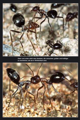Oben und unten sieht man Ameisen, die versuchen, größer und kräftiger
zu erscheinen, als sie in Wirklichkeit sind.
 