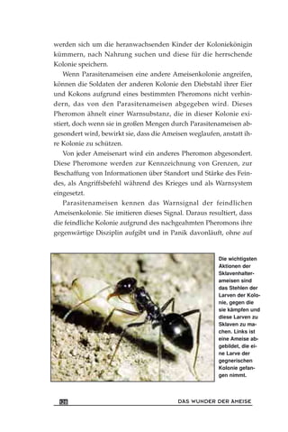 werden sich um die heranwachsenden Kinder der Koloniekönigin
kümmern, nach Nahrung suchen und diese für die herrschende
Kolonie speichern.
Wenn Parasitenameisen eine andere Ameisenkolonie angreifen,
können die Soldaten der anderen Kolonie den Diebstahl ihrer Eier
und Kokons aufgrund eines bestimmten Pheromons nicht verhin-
dern, das von den Parasitenameisen abgegeben wird. Dieses
Pheromon ähnelt einer Warnsubstanz, die in dieser Kolonie exi-
stiert, doch wenn sie in großen Mengen durch Parasitenameisen ab-
gesondert wird, bewirkt sie, dass die Ameisen weglaufen, anstatt ih-
re Kolonie zu schützen.
Von jeder Ameisenart wird ein anderes Pheromon abgesondert.
Diese Pheromone werden zur Kennzeichnung von Grenzen, zur
Beschaffung von Informationen über Standort und Stärke des Fein-
des, als Angriffsbefehl während des Krieges und als Warnsystem
eingesetzt.
Parasitenameisen kennen das Warnsignal der feindlichen
Ameisenkolonie. Sie imitieren dieses Signal. Daraus resultiert, dass
die feindliche Kolonie aufgrund des nachgeahmten Pheromons ihre
gegenwärtige Disziplin aufgibt und in Panik davonläuft, ohne auf
DAS WUNDER DER AMEISE128
Die wichtigsten
Aktionen der
Sklavenhalter-
ameisen sind
das Stehlen der
Larven der Kolo-
nie, gegen die
sie kämpfen und
diese Larven zu
Sklaven zu ma-
chen. Links ist
eine Ameise ab-
gebildet, die ei-
ne Larve der
gegnerischen
Kolonie gefan-
gen nimmt.
 