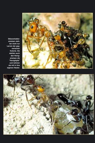 Sklavenhalter-
ameisen steh-
len nicht nur
Larven der geg-
nerischen
Kolonie. Sie
stehlen auch
den Honig-
ameisen die
"Honigtöpfe"
und nehmen
sie mit in ihre
eigenen Nester.
 