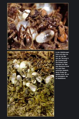 In den Abbildungen
links und oben se-
hen wir die Mei-
ster der Tarnung in
der Ameisenwelt.
Die Körper dieser
Ameisen der Spe-
zies Basiceros sind
mit zwei Haar-
schichten bedeckt,
deren Enden ge-
spalten sind. So ist
es unmöglich, sie
zu lokalisieren.
 