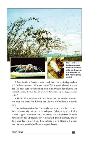 2. Da männliche Ameisen sofort nach dem Hochzeitsflug sterben,
würde die Ameisenart nicht vor langer Zeit ausgestorben sein, wenn
der Tod nach dem Hochzeitsflug nicht zum Zwecke der Bildung von
Samenbanken, die für das Überleben der Art nötig sind, geschehen
wäre?
3. Wenn die Samenbank seit dem Entstehen der Ameisen existiert
hat, wer hat dann ihre Körper mit diesem Mechanismus ausgerü-
stet?
Dies sind nur einige der Fragen, die von denen beantwortet wer-
den müssen, die nicht die überlegene Schöpfung durch den
Allmächtigen annehmen. Noch Tausende von Fragen können allein
hinsichtlich des Überlebens der Ameisenart gestellt werden, und je-
de dieser Fragen weist auf Erschaffung durch Planung hin und
macht evolutionistische Behauptungen obsolet.
137Harun Yahya
Oben sieht man
Ameisen während
des Hochzeitsflugs.
Links werden weib-
liche Ameisen vor
dem Paarungsflug
gezeigt.
 