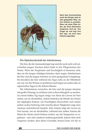 Nach dem Hochzeitsflug
sucht die Königin nach ei-
nem geeigneten Platz, um
ihre Kolonie zu gründen.
Wenn sie einen Platz fin-
det, der ihren Wünschen
entspricht, wirft sie ihre
Flügel ab und legt ihre
Eier legt, um eine neue
Kolonie zugründen.
Die Opferbereitschaft der Arbeiterinnen
Die Eier, die die Ameisenkönigin legt und die noch nicht voll ent-
wickelten jungen Ameisen leben beide in den Pflegeräumen des
Nestes. Wenn die Temperatur und Feuchtigkeit so bemessen sind,
dass sie die Jungen schädigen könnten, dann tragen Arbeiterinnen
die Eier und die jungen Ameisen zu einer geeigneteren Umgebung.
Sie bewahren die Eier während des Tages nahe an der Oberfläche
auf, um von der Wärme zu profitieren und tragen sie nachts oder an
regnerischen Tagen in die tieferen Räume.
Die Arbeiterinnen versuchen, die Eier und die jungen Ameisen
mit großer Fürsorge zu schützen und es ihnen behaglich zu machen.
An einem heißen Tag tragen einige von ihnen die Larven im Nest
umher, um sie abzukühlen, andere bedecken die Wände des Nestes
mit abgelegten Kokons, um Feuchtigkeit abzuwehren und wieder
andere suchen Nahrung. Jede einzelne dieser Tätigkeiten zeigt, dass
Ameisen rücksichtsvoll handeln. Eine Ameise trägt die Larven im
Nest herum, um sie abzukühlen, während eine andere Ameise die
Wand des Nestes durch Kokons isoliert, um die Temperatur zu re-
gulieren - eine sehr moderne Isolierungstechnik. Jedoch darf nicht
vergessen werden, dass dieses Geschöpf, dessen Geste wir für so
DAS WUNDER DER AMEISE138
 