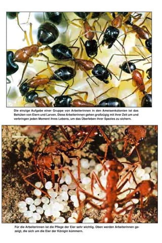 Die einzige Aufgabe einer Gruppe von Arbeiterinnen in den Ameisenkolonien ist das
Behüten von Eiern und Larven. Diese Arbeiterinnen gehen großzügig mit ihrer Zeit um und
verbringen jeden Moment ihres Lebens, um das Überleben ihrer Spezies zu sichern.
Für die Arbeiterinnen ist die Pflege der Eier sehr wichtig. Oben werden Arbeiterinnen ge-
zeigt, die sich um die Eier der Königin kümmern.
 