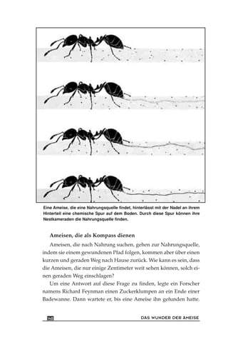 Ameisen, die als Kompass dienen
Ameisen, die nach Nahrung suchen, gehen zur Nahrungsquelle,
indem sie einem gewundenen Pfad folgen, kommen aber über einen
kurzen und geraden Weg nach Hause zurück. Wie kann es sein, dass
die Ameisen, die nur einige Zentimeter weit sehen können, solch ei-
nen geraden Weg einschlagen?
Um eine Antwort auf diese Frage zu finden, legte ein Forscher
namens Richard Feynman einen Zuckerklumpen an ein Ende einer
Badewanne. Dann wartete er, bis eine Ameise ihn gefunden hatte.
DAS WUNDER DER AMEISE148
Eine Ameise, die eine Nahrungsquelle findet, hinterlässt mit der Nadel an ihrem
Hinterteil eine chemische Spur auf dem Boden. Durch diese Spur können ihre
Nestkameraden die Nahrungsquelle finden.
 