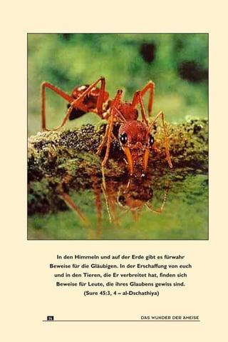 In den Himmeln und auf der Erde gibt es fürwahr
Beweise für die Gläubigen. In der Erschaffung von euch
und in den Tieren, die Er verbreitet hat, finden sich
Beweise für Leute, die ihres Glaubens gewiss sind.
(Sure 45:3, 4 – al-Dschathiya)
DAS WUNDER DER AMEISE14
 