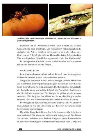 Dennoch ist in Ameisenkolonien kein Bedarf an Polizei,
Gendarmerie oder Wächtern. Die Königinnen haben lediglich die
Aufgabe, die Art zu erhalten, sie fungieren nicht als Führer oder
Gouverneur. Folglich gibt es keine Hierarchie, keine Befehlsstruktur.
Wer aber legt dann diese Ordnung fest und erhält ihre Kontinuität?
In den späteren Kapiteln dieses Buches werden wir Antworten
finden auf diese und andere Fragen.
KASTENSYSTEM
Jede Ameisenkolonie richtet sich strikt nach dem Kastensystem.
Es besteht aus drei Kasten innerhalb einer Kolonie.
Mitglieder der ersten Kaste sind die Königin und die Männchen,
die zusammen die Fortpflanzung möglich machen. In einer Kolonie
kann mehr als eine Königin existieren. Die Königin hat die Aufgabe
der Fortpflanzung und erhöht folglich die Anzahl der Individuen,
die die Kolonie ausmachen. Die Königin ist größer als die anderen
Ameisen. Die Aufgabe der Männchen ist es, die Königin zu be-
fruchten. Fast alle Ameisenmännchen sterben nach der Paarung.
Die Mitglieder der zweiten Kaste sind die Soldaten. Sie überneh-
men Aufgaben wie die Errichtung der Kolonie, sie finden neuen
Lebensraum und sie jagen.
Die dritte Kaste besteht aus den Arbeiterinnen. Alle Arbeiterin-
nen sind steril. Sie kümmern sich um die Königin und ihre Babys;
Sie säubern und füttern sie. Weitere Aufgaben in der Kolonie fallen
in die Verantwortung der Arbeiterinnen: Sie bauen neue Gänge und
DAS WUNDER DER AMEISE18
Ameisen, sehr kleine Geschöpfe, verbringen ihr Leben trotz ihrer Winzigkeit in
perfekter Systematik.
 