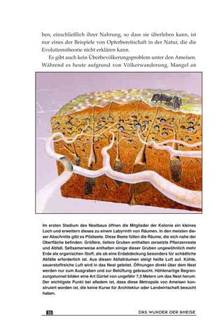 ben, einschließlich ihrer Nahrung, so dass sie überleben kann, ist
nur eines der Beispiele von Opferbereitschaft in der Natur, die die
Evolutionstheorie nicht erklären kann.
Es gibt auch kein Überbevölkerungsproblem unter den Ameisen.
Während es heute aufgrund von Völkerwanderung, Mangel an
DAS WUNDER DER AMEISE30
Im ersten Stadium des Nestbaus öffnen die Mitglieder der Kolonie ein kleines
Loch und erweitern dieses zu einem Labyrinth von Räumen. In den meisten die-
ser Abschnitte gibt es Pilzbeete. Diese Beete füllen die Räume, die sich nahe der
Oberfläche befinden. Größere, tiefere Gruben enthalten zersetzte Pflanzenreste
und Abfall. Seltsamerweise enthalten einige dieser Gruben ungewöhnlich mehr
Erde als organischen Stoff, als ob eine Erdabdeckung besonders für schädliche
Abfälle erforderlich ist. Aus diesen Abfallräumen steigt heiße Luft auf. Kühle,
sauerstoffreiche Luft wird in das Nest geleitet. Öffnungen direkt über dem Nest
werden nur zum Ausgraben und zur Belüftung gebraucht. Höhlenartige Begren-
zungstunnel bilden eine Art Gürtel von ungefähr 7,5 Metern um das Nest herum.
Der wichtigste Punkt bei alledem ist, dass diese Metropole von Ameisen kon-
struiert worden ist, die keine Kurse für Architektur oder Landwirtschaft besucht
haben.
 