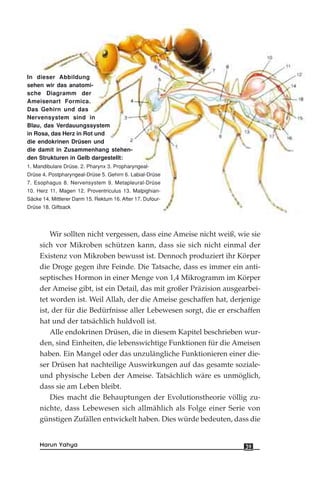 Wir sollten nicht vergessen, dass eine Ameise nicht weiß, wie sie
sich vor Mikroben schützen kann, dass sie sich nicht einmal der
Existenz von Mikroben bewusst ist. Dennoch produziert ihr Körper
die Droge gegen ihre Feinde. Die Tatsache, dass es immer ein anti-
septisches Hormon in einer Menge von 1,4 Mikrogramm im Körper
der Ameise gibt, ist ein Detail, das mit großer Präzision ausgearbei-
tet worden ist. Weil Allah, der die Ameise geschaffen hat, derjenige
ist, der für die Bedürfnisse aller Lebewesen sorgt, die er erschaffen
hat und der tatsächlich huldvoll ist.
Alle endokrinen Drüsen, die in diesem Kapitel beschrieben wur-
den, sind Einheiten, die lebenswichtige Funktionen für die Ameisen
haben. Ein Mangel oder das unzulängliche Funktionieren einer die-
ser Drüsen hat nachteilige Auswirkungen auf das gesamte soziale-
und physische Leben der Ameise. Tatsächlich wäre es unmöglich,
dass sie am Leben bleibt.
Dies macht die Behauptungen der Evolutionstheorie völlig zu-
nichte, dass Lebewesen sich allmählich als Folge einer Serie von
günstigen Zufällen entwickelt haben. Dies würde bedeuten, dass die
39Harun Yahya
In dieser Abbildung
sehen wir das anatomi-
sche Diagramm der
Ameisenart Formica.
Das Gehirn und das
Nervensystem sind in
Blau, das Verdauungssystem
in Rosa, das Herz in Rot und
die endokrinen Drüsen und
die damit in Zusammenhang stehen-
den Strukturen in Gelb dargestellt:
1. Mandibulare Drüse. 2. Pharynx 3. Propharyngeal-
Drüse 4. Postpharyngeal-Drüse 5. Gehirn 6. Labial-Drüse
7. Esophagus 8. Nervensystem 9. Metapleural-Drüse
10. Herz 11. Magen 12. Proventriculus 13. Malpighian-
Säcke 14. Mittlerer Darm 15. Rektum 16. After 17. Dufour-
Drüse 18. Giftsack
 