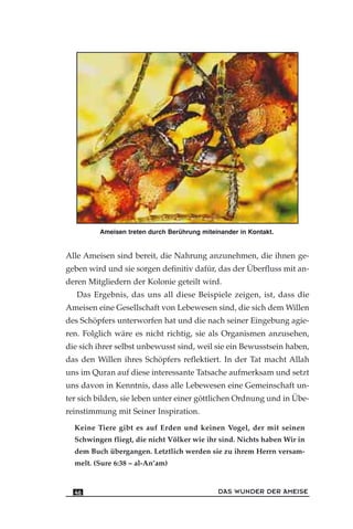 Alle Ameisen sind bereit, die Nahrung anzunehmen, die ihnen ge-
geben wird und sie sorgen definitiv dafür, das der Überfluss mit an-
deren Mitgliedern der Kolonie geteilt wird.
Das Ergebnis, das uns all diese Beispiele zeigen, ist, dass die
Ameisen eine Gesellschaft von Lebewesen sind, die sich dem Willen
des Schöpfers unterworfen hat und die nach seiner Eingebung agie-
ren. Folglich wäre es nicht richtig, sie als Organismen anzusehen,
die sich ihrer selbst unbewusst sind, weil sie ein Bewusstsein haben,
das den Willen ihres Schöpfers reflektiert. In der Tat macht Allah
uns im Quran auf diese interessante Tatsache aufmerksam und setzt
uns davon in Kenntnis, dass alle Lebewesen eine Gemeinschaft un-
ter sich bilden, sie leben unter einer göttlichen Ordnung und in Übe-
reinstimmung mit Seiner Inspiration.
Keine Tiere gibt es auf Erden und keinen Vogel, der mit seinen
Schwingen fliegt, die nicht Völker wie ihr sind. Nichts haben Wir in
dem Buch übergangen. Letztlich werden sie zu ihrem Herrn versam-
melt. (Sure 6:38 – al-An’am)
DAS WUNDER DER AMEISE46
Ameisen treten durch Berührung miteinander in Kontakt.
 