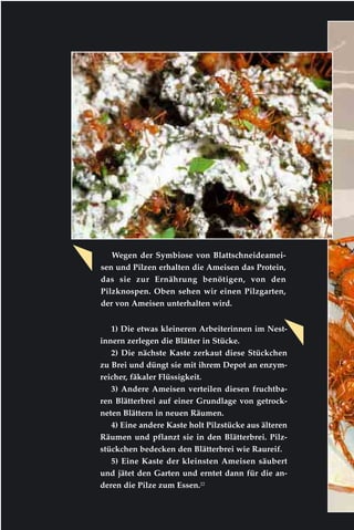 Wegen der Symbiose von Blattschneideamei-
sen und Pilzen erhalten die Ameisen das Protein,
das sie zur Ernährung benötigen, von den
Pilzknospen. Oben sehen wir einen Pilzgarten,
der von Ameisen unterhalten wird.
1) Die etwas kleineren Arbeiterinnen im Nest-
innern zerlegen die Blätter in Stücke.
2) Die nächste Kaste zerkaut diese Stückchen
zu Brei und düngt sie mit ihrem Depot an enzym-
reicher, fäkaler Flüssigkeit.
3) Andere Ameisen verteilen diesen fruchtba-
ren Blätterbrei auf einer Grundlage von getrock-
neten Blättern in neuen Räumen.
4) Eine andere Kaste holt Pilzstücke aus älteren
Räumen und pflanzt sie in den Blätterbrei. Pilz-
stückchen bedecken den Blätterbrei wie Raureif.
5) Eine Kaste der kleinsten Ameisen säubert
und jätet den Garten und erntet dann für die an-
deren die Pilze zum Essen.22
 